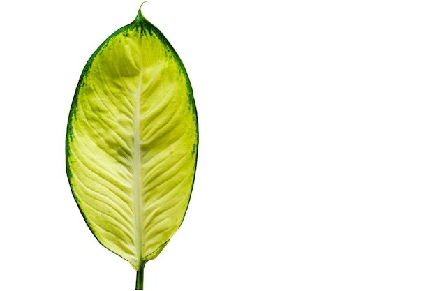 Tropical leaf isolated on white background