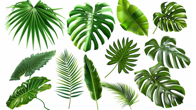 Tropical leaf modern set