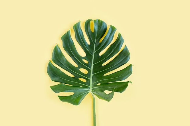 Фото Тропический лист монстера на желтом фоне плоский вид сверху