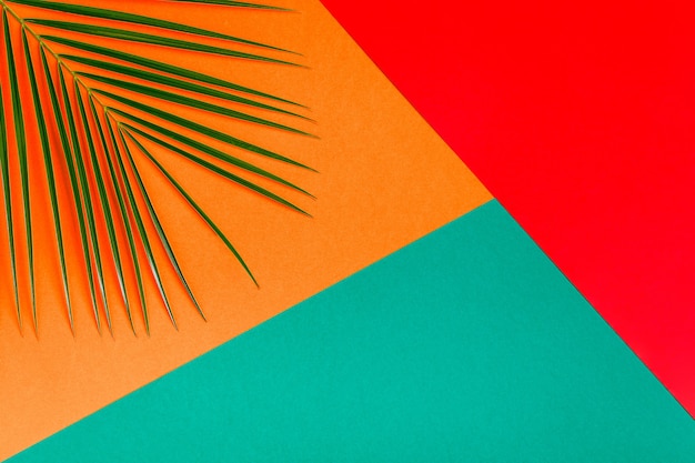 Tropical leaf on pastel background minimalist concept