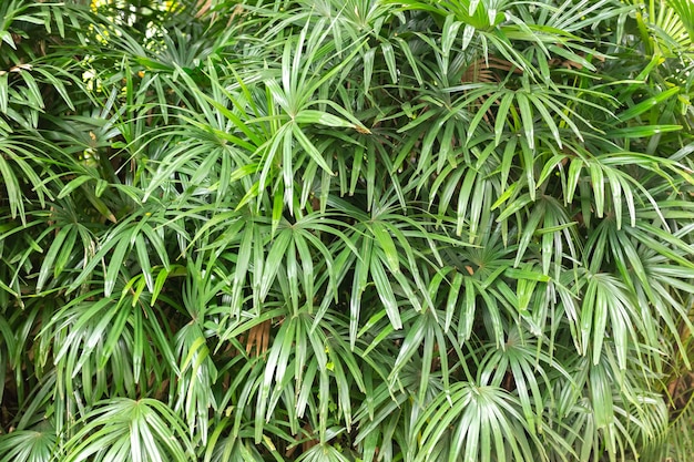 熱帯の葉のテクスチャ背景緑の葉は小さなスパイクのような形をしていますクローズアップ