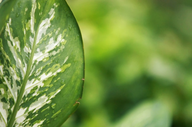 Photo tropical leaf texture background