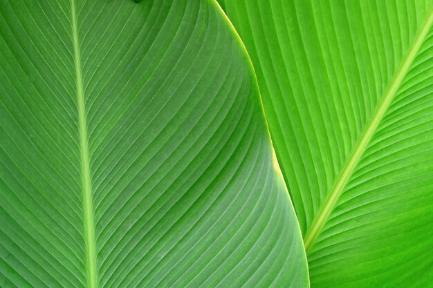 Tropical leaf texture background