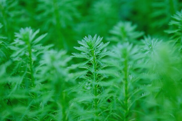 Tropical leaf texture nature green background.