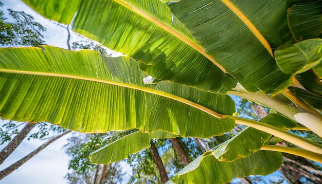 Tropical leaf Wallpaper Luxury nature