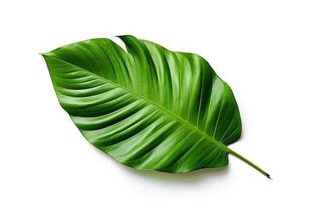 Tropical leaf on white background