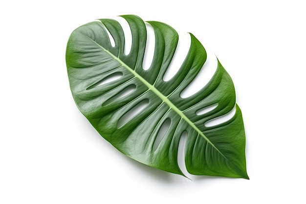 Tropical leaf on white background