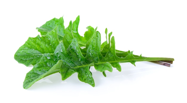 tropical leaf on white background