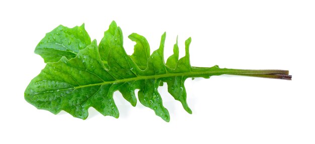 Photo tropical leaf on white background