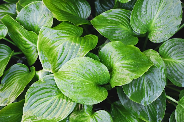 Tropical leaf with water drops