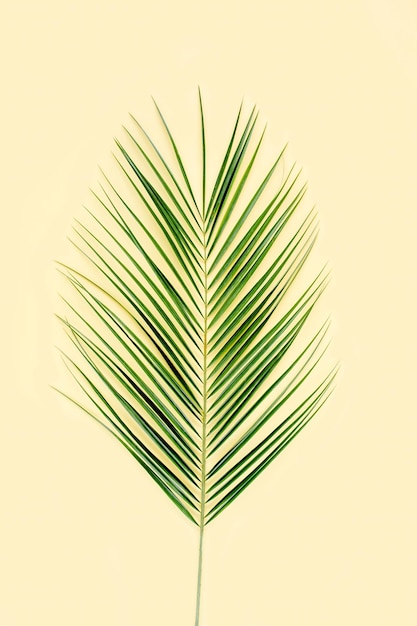 Tropical leaf on yellow background flat lay top view