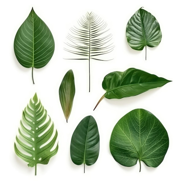 Tropical leafs collection green leaves