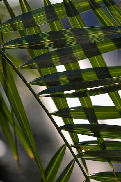 Фото Тропические листья абстрактной формы зеленые листья на солнце