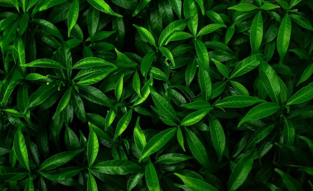 tropical leaves, abstract green leaves texture, Green leaves pattern background.