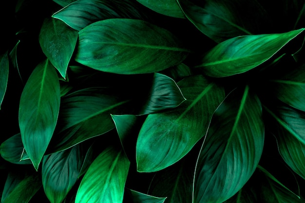 tropical leaves abstract green leaves texture nature background