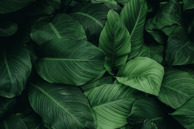 熱帯の葉抽象的な緑の葉テクスチャ自然背景