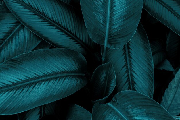 tropical leaves abstract green leaves texture nature background