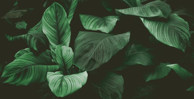 Photo tropical leaves abstract green leaves texture nature background