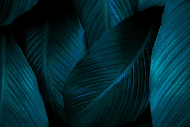 Тропические листья, абстрактная текстура зеленых листьев, природный фон