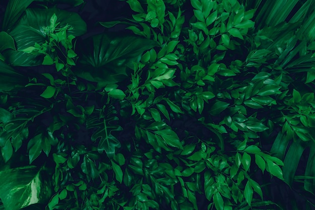 tropical leaves, abstract green leaves texture, nature background