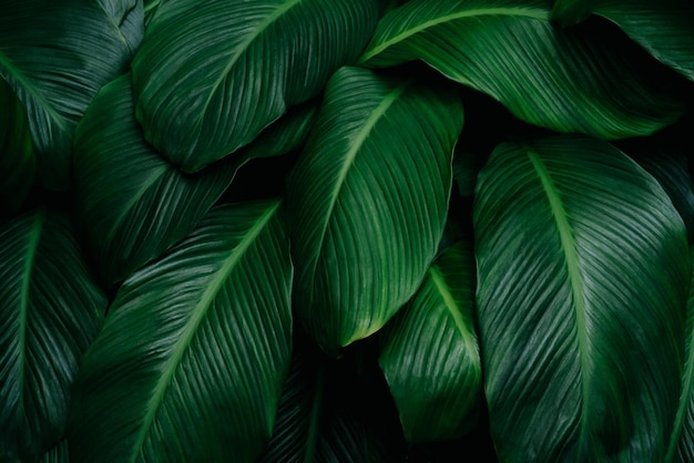 tropical leaves, abstract green leaves texture, nature background