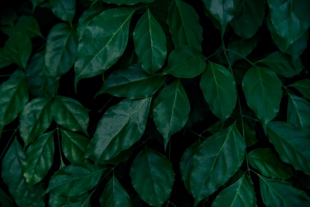 熱帯の葉抽象的な緑の葉テクスチャ自然背景
