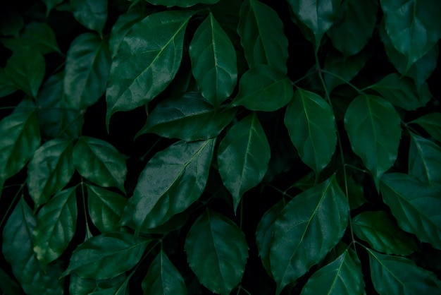 tropical leaves abstract green leaves texture nature background