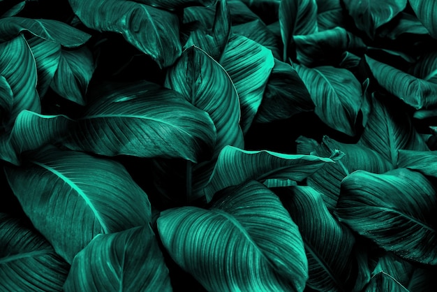 Tropical leaves abstract green leaves texture nature\
background