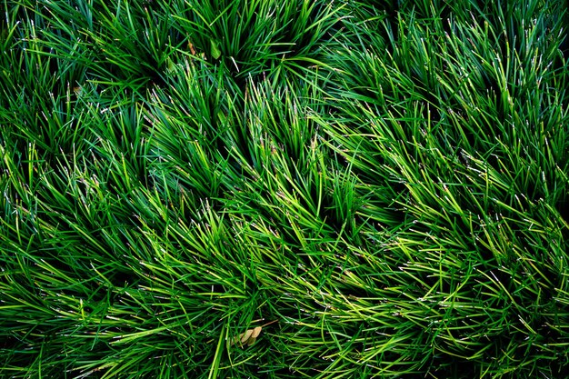 Photo tropical leaves abstract green leaves texture