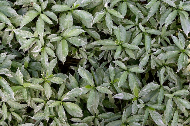 Tropical leaves abstract green leaves texture