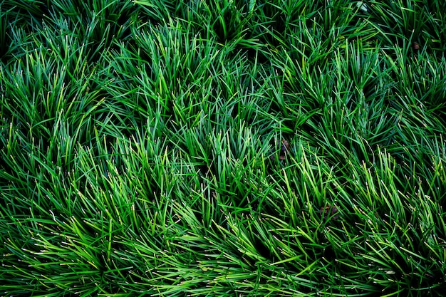 Tropical leaves abstract green leaves texture