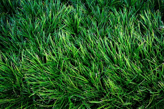 Tropical leaves abstract green leaves texture