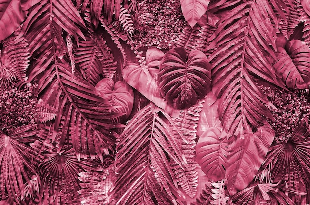 Tropical leaves background fern palm and monstera deliciosa
leaf on wall image toned in viva magenta color of the 2023
year