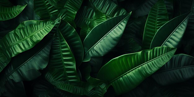 Tropical leaves background Green leaves texture for nature background