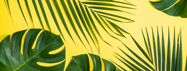 Tropical leaves background, palm leaves, monstera leaves isolated on bright yellow background, top view, flat lay, overhead summer design concept.