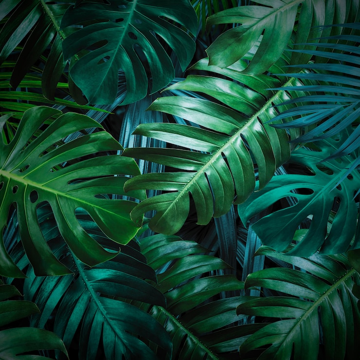 Photo tropical leaves background