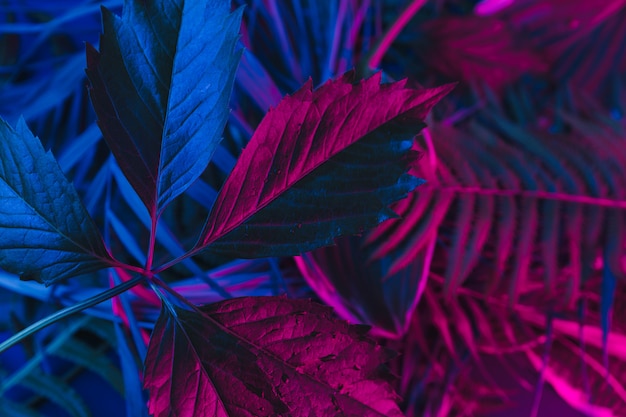 Tropical leaves on a black light background