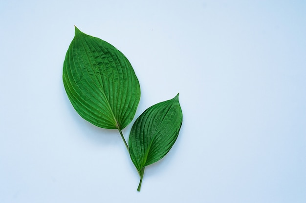 Tropical leaves on blue background. Minimal nature concept. Flat lay 