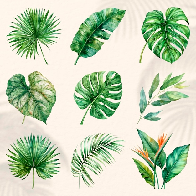 tropical leaves botanical illustration set psd