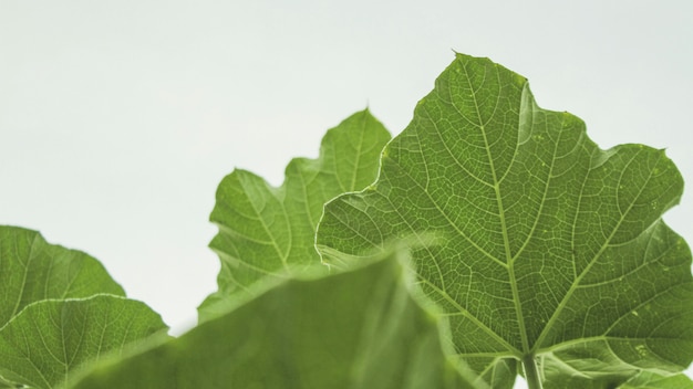 the tropical leaves close-up