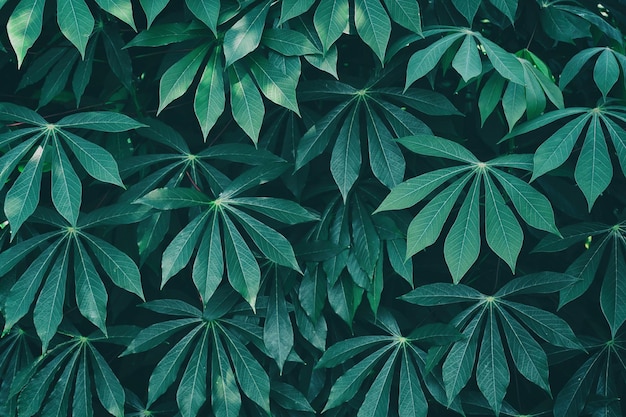 Tropical leaves, dark green nature background