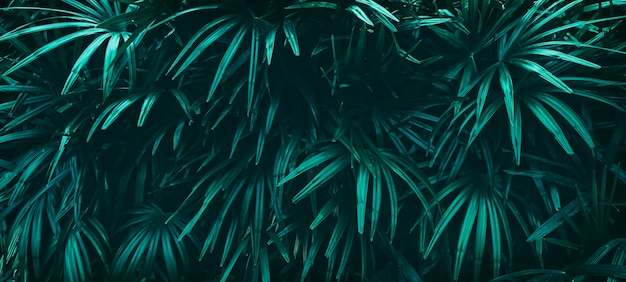 Tropical leaves dark nature background