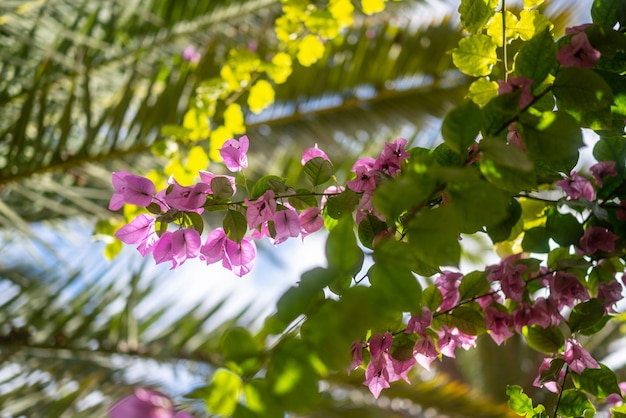 晴れた日の青空に対する熱帯の葉と花の背景ナツメヤシの葉とブーゲンビリアのピンクの花を通して夕日黄金色の暖かい光でバックライトされたエキゾチックな葉