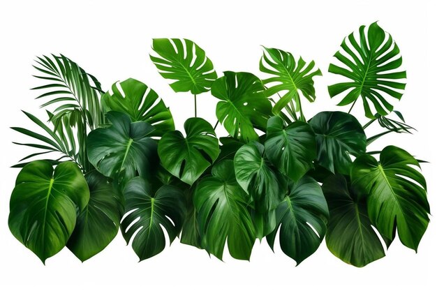 写真 熱帯の葉 ⁇ 植物のブッシュ ⁇ 花の配置 ⁇ 白い背景に隔離された自然の背景 ⁇