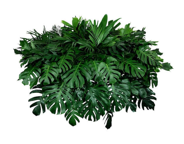 Tropical leaves foliage plant jungle bush floral arrangement nature backdrop isolated on white