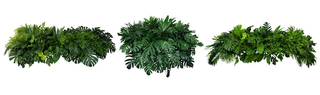 Tropical leaves foliage plant jungle bush floral arrangement nature backdrop isolated on white