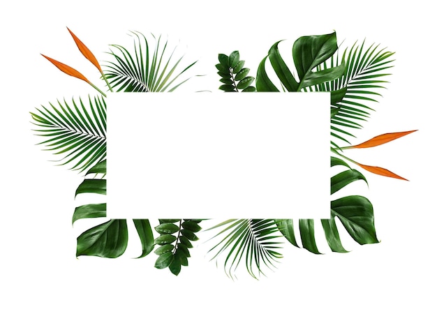 Tropical leaves frame isolated on white background