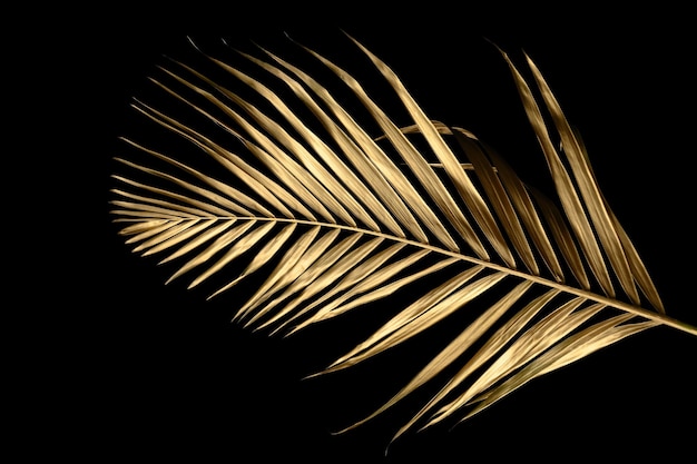 Photo tropical leaves gold and black can be used as backgroundmonsterapalmcoconutfernclipping path