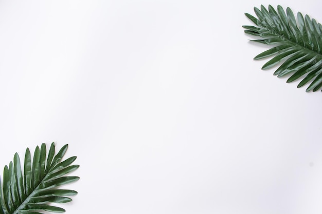 Tropical leaves isolated on white background Leaves in flatlay style