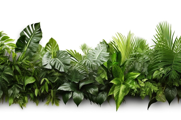 Tropical leaves Monster plants on light white background